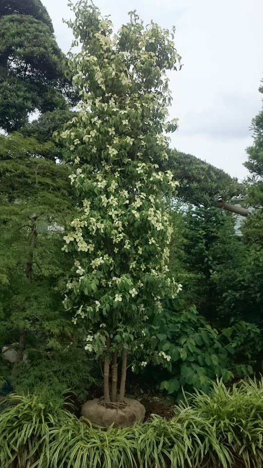 常緑ヤマボウシ 月光 /115鉢の直径30cm - 常緑樹