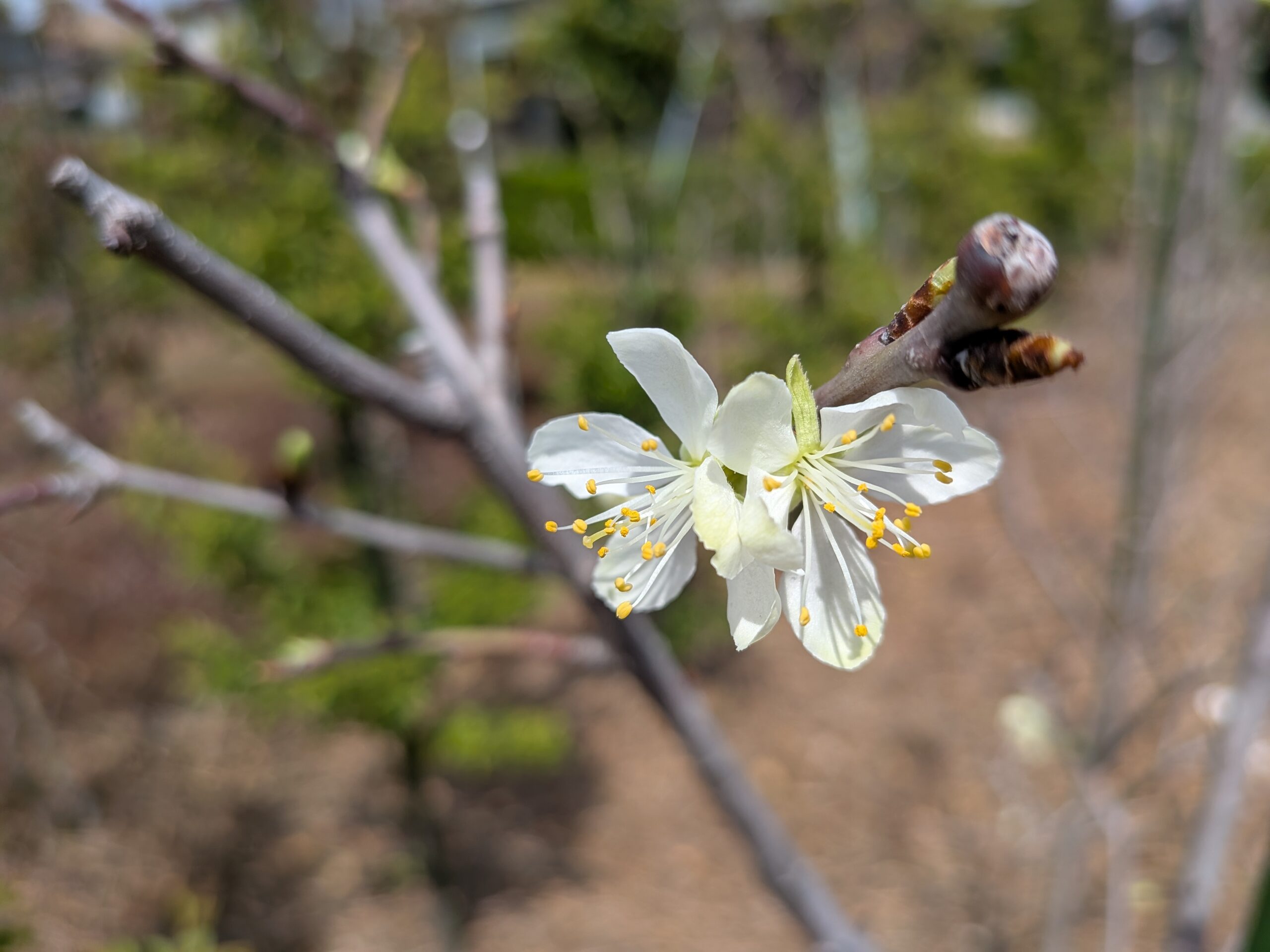 サンプルーン花