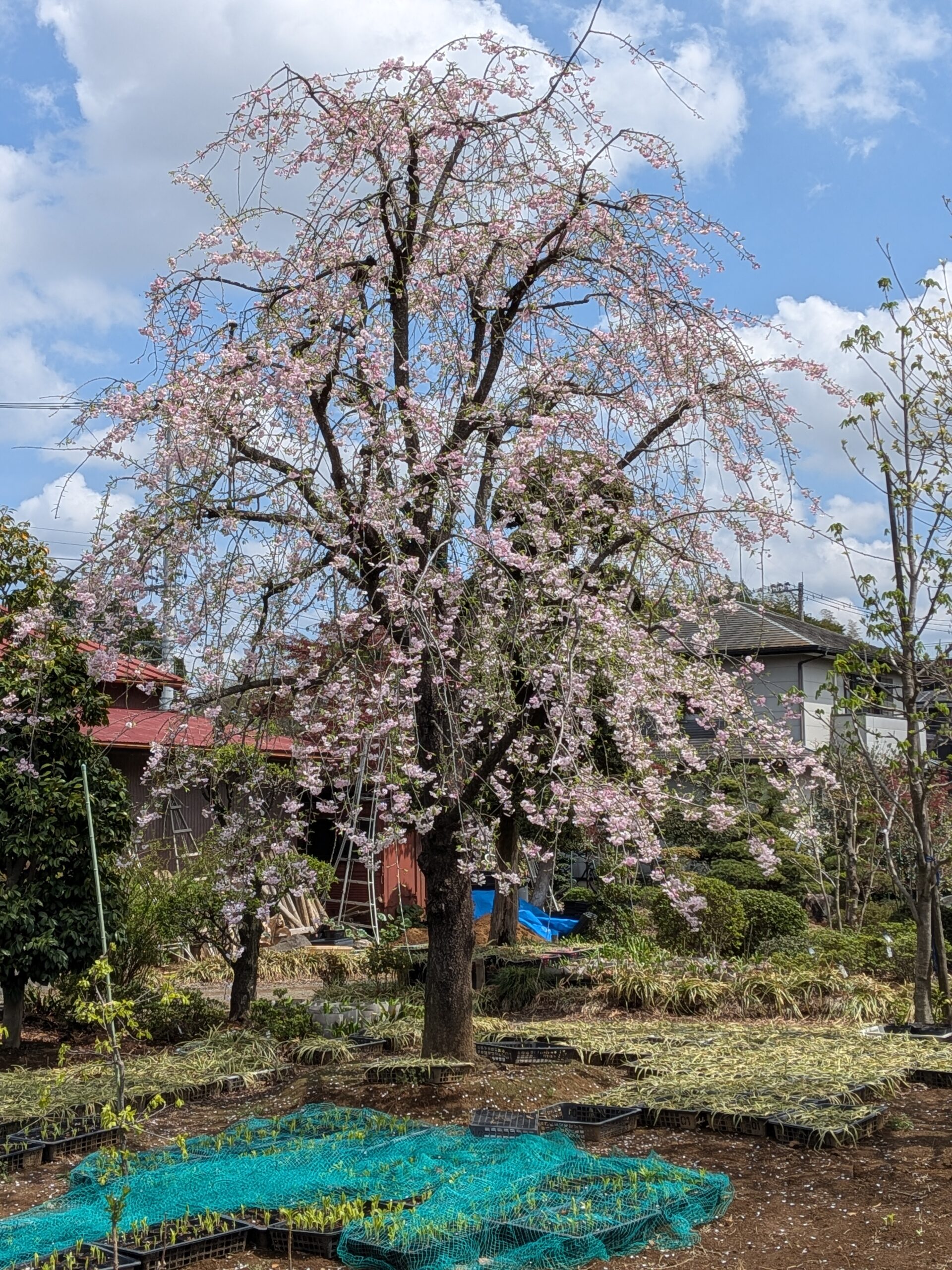 八重枝垂れ桜